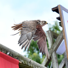 spectacle de rapaces