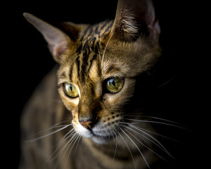 Little Tiger: a bengal cat