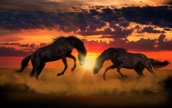 Two black horses attack each other in the gold dust on the sunset background