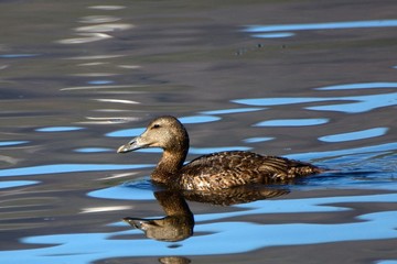 Common eider, Faskrudsfjordur, Iceland