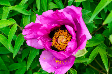 Tree peony blossoming in garden