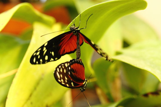 butterflies mating