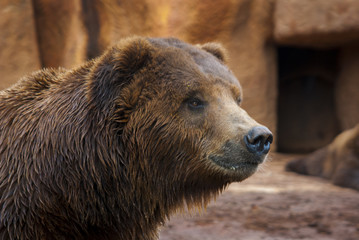 Obraz premium Niedźwiedź grizzly