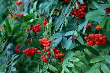 Rowanberry colorful texture, bright red and green summer background