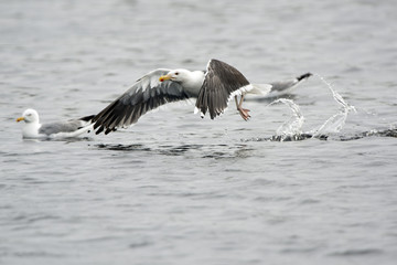 Hering Gull Canada