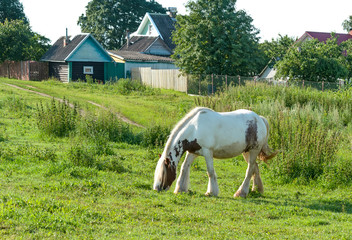 Fototapeta na wymiar Horse on open pasture.
