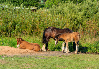 Obraz premium Horse on open pasture.