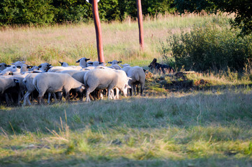 Schafherde mit Schäferhund