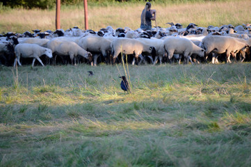 Krähe mit Schafherde und Schäfer © Tanja