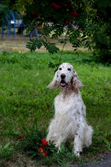 English setter sitting by the rowan berry tree, summer bright green portrait, big white hunting dog