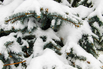 Spruce branches covered with snow