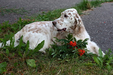 Rowanberry seeds and stylish white spotty dog of hunting breed, english setter laying on green summer grass