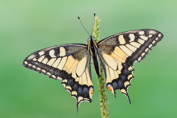 Papilio machaon - Old World swallowtail