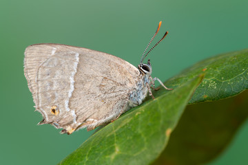 Favonius quercus - purple hairstreak