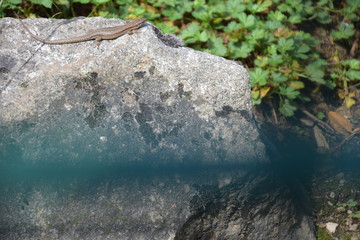 lézard