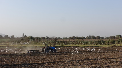 Obraz premium arado y aves