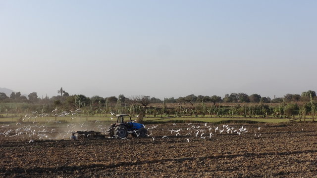 arado y aves