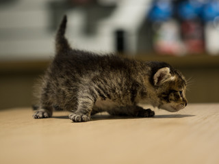 Fototapeta na wymiar Three weeks little kitten on vet cabinet