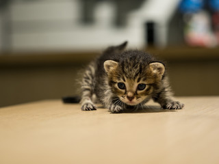 Three weeks little kitten on vet cabinet