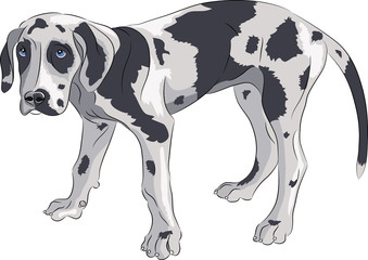Vector. Puppy of the Great Dane.