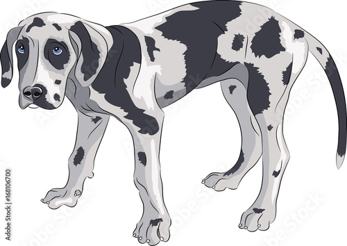 "Vector. Puppy of the Great Dane." Stock photo and royalty-free images