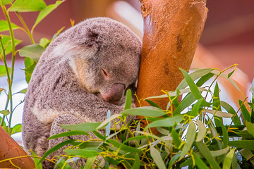 Koala © Eric