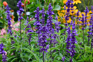 Salbei (salvia farinacea evolution)