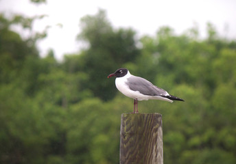 Black headed gull perched