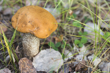 Mushroom with a bright orange hat in the autumn forest.