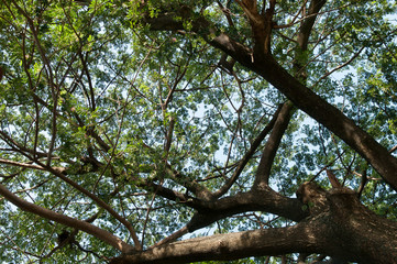 Fototapeta premium Tree texture.
