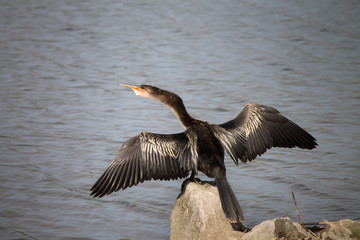 Anhinga drying its wings