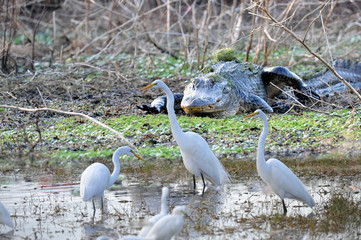 Birds feeding in front of alligator in Everglades