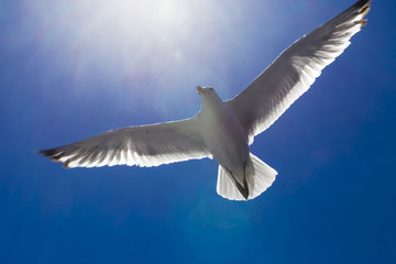 White gull in the circle of sunlight