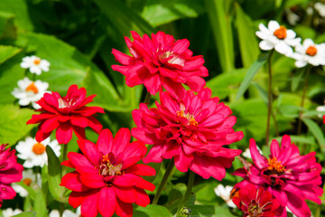 Schmalblättrige Zinnie (zinnia augustifolia profusion double cherry)