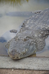 crocodile