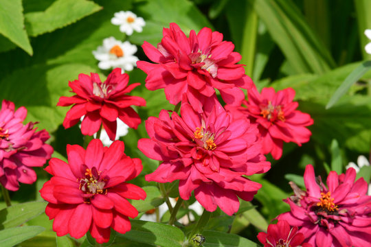 Schmalbl&auml;ttrige Zinnie (zinnia augustifolia profusion double cherry)
