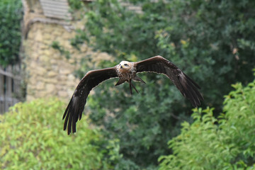 spectacle de rapaces