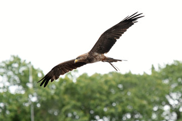 spectacle de rapaces