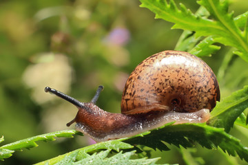 Snail