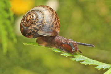 Snail