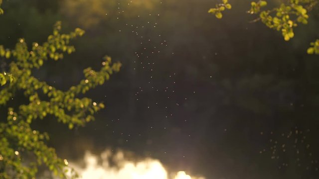 Flying midges at sunset