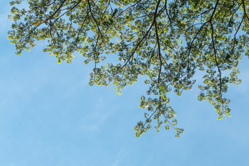 Green tree with blue sky.background
