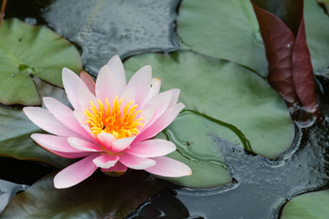 lotus flower