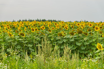 Field of sunflowers, source of vegetable oil with amazing healing properties. Organic sunflower on the farm field. Natural floral summer background on different topics