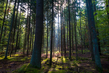 Fototapeta premium Sonnenstrahl im Vogesen Wald
