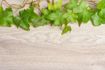 ivy on table