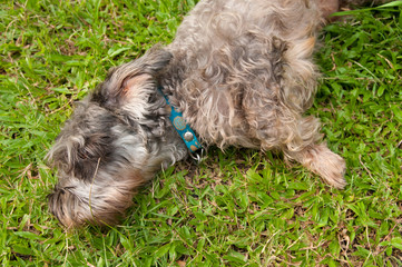 Cute dog on the ground.