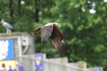 spectacle de rapaces