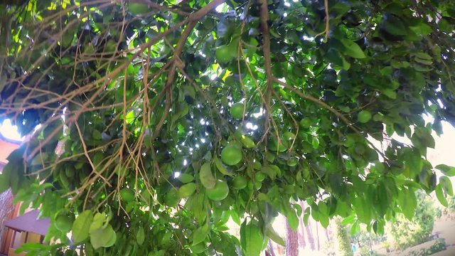 Unripe orange tree with green fruits on backyard. 