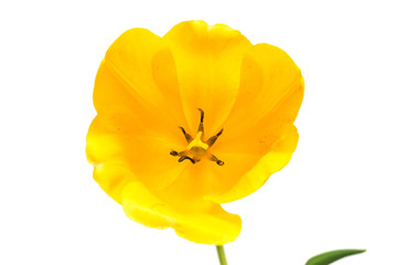 Beautiful yellow tulip flower isolated on white background. Flat lay, top view